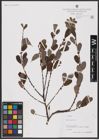 Foto von Salix aurita L.